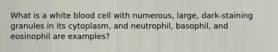 What is a white blood cell with numerous, large, dark-staining granules in its cytoplasm, and neutrophil, basophil, and eosinophil are examples?