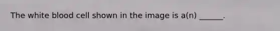 The white blood cell shown in the image is a(n) ______.