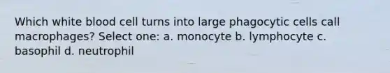 Which white blood cell turns into large phagocytic cells call macrophages? Select one: a. monocyte b. lymphocyte c. basophil d. neutrophil