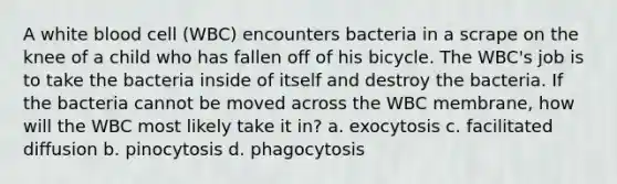 A white blood cell (WBC) encounters bacteria in a scrape on the knee of a child who has fallen off of his bicycle. The WBC's job is to take the bacteria inside of itself and destroy the bacteria. If the bacteria cannot be moved across the WBC membrane, how will the WBC most likely take it in? a. exocytosis c. facilitated diffusion b. pinocytosis d. phagocytosis