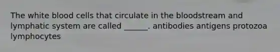 The white blood cells that circulate in the bloodstream and lymphatic system are called ______. antibodies antigens protozoa lymphocytes