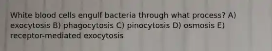 White blood cells engulf bacteria through what process? A) exocytosis B) phagocytosis C) pinocytosis D) osmosis E) receptor-mediated exocytosis