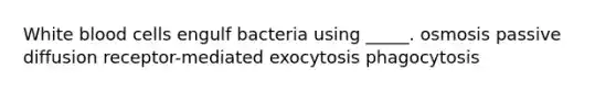 White blood cells engulf bacteria using _____. osmosis passive diffusion receptor-mediated exocytosis phagocytosis