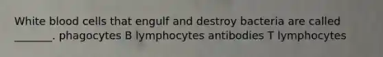 White blood cells that engulf and destroy bacteria are called _______. phagocytes B lymphocytes antibodies T lymphocytes