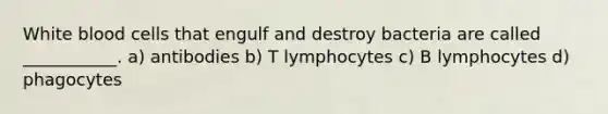 White blood cells that engulf and destroy bacteria are called ___________. a) antibodies b) T lymphocytes c) B lymphocytes d) phagocytes