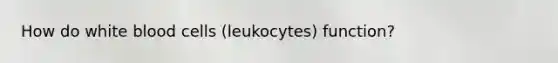 How do white blood cells (leukocytes) function?