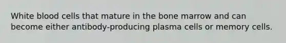 White blood cells that mature in the bone marrow and can become either antibody-producing plasma cells or memory cells.