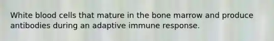 White blood cells that mature in the bone marrow and produce antibodies during an adaptive immune response.