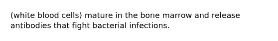 (white blood cells) mature in the bone marrow and release antibodies that fight bacterial infections.