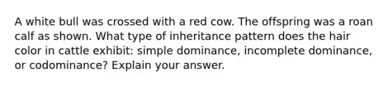 A white bull was crossed with a red cow. The offspring was a roan calf as shown. What type of inheritance pattern does the hair color in cattle exhibit: simple dominance, incomplete dominance, or codominance? Explain your answer.