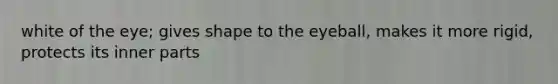 white of the eye; gives shape to the eyeball, makes it more rigid, protects its inner parts