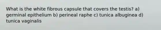 What is the white fibrous capsule that covers the testis? a) germinal epithelium b) perineal raphe c) tunica albuginea d) tunica vaginalis