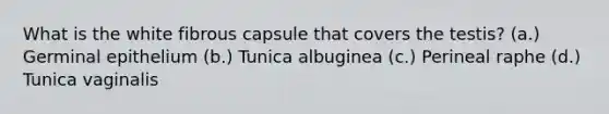 What is the white fibrous capsule that covers the testis? (a.) Germinal epithelium (b.) Tunica albuginea (c.) Perineal raphe (d.) Tunica vaginalis