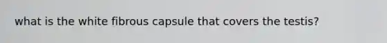 what is the white fibrous capsule that covers the testis?