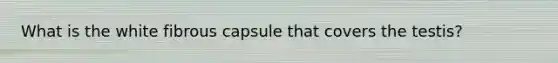 What is the white fibrous capsule that covers the testis?