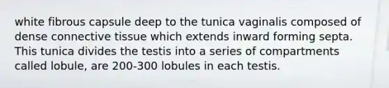 white fibrous capsule deep to the tunica vaginalis composed of dense connective tissue which extends inward forming septa. This tunica divides the testis into a series of compartments called lobule, are 200-300 lobules in each testis.