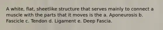 A white, flat, sheetlike structure that serves mainly to connect a muscle with the parts that it moves is the a. Aponeurosis b. Fascicle c. Tendon d. Ligament e. Deep Fascia.