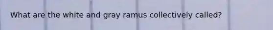 What are the white and gray ramus collectively called?