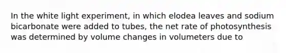 In the white light experiment, in which elodea leaves and sodium bicarbonate were added to tubes, the net rate of photosynthesis was determined by volume changes in volumeters due to