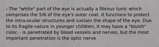 - The "white" part of the eye is actually a fibrous tunic which comprises the 5/6 of the eye's outer coat. It functions to protect the intra-ocular structures and sustain the shape of the eye. Due to its fragile nature in younger children, it may have a "bluish" color. - is penetrated by blood vessels and nerves, but the most important penetration is the optic nerve