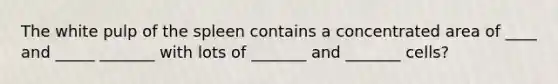 The white pulp of the spleen contains a concentrated area of ____ and _____ _______ with lots of _______ and _______ cells?