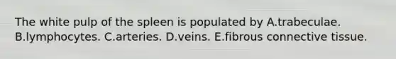 The white pulp of the spleen is populated by A.trabeculae. B.lymphocytes. C.arteries. D.veins. E.fibrous connective tissue.