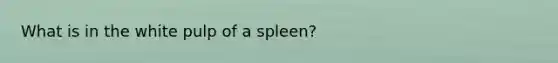 What is in the white pulp of a spleen?