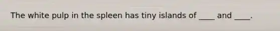 The white pulp in the spleen has tiny islands of ____ and ____.