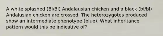 A white splashed (Bl/Bl) Andalausian chicken and a black (bl/bl) Andalusian chicken are crossed. The heterozygotes produced show an intermediate phenotype (blue). What inheritance pattern would this be indicative of?