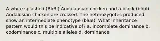 A white splashed (Bl/Bl) Andalausian chicken and a black (bl/bl) Andalusian chicken are crossed. The heterozygotes produced show an intermediate phenotype (blue). What inheritance pattern would this be indicative of? a. incomplete dominance b. codominance c. multiple alleles d. dominance