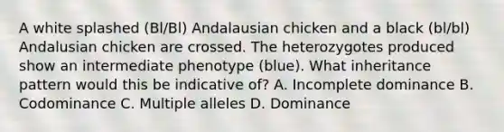 A white splashed (Bl/Bl) Andalausian chicken and a black (bl/bl) Andalusian chicken are crossed. The heterozygotes produced show an intermediate phenotype (blue). What inheritance pattern would this be indicative of? A. Incomplete dominance B. Codominance C. Multiple alleles D. Dominance