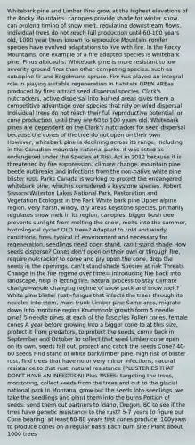 Whitebark pine and Limber Pine grow at the highest elevations of the Rocky Mountains- canopies provide shade for winter snow, can prolong timing of snow melt, regulating downstream flows, individual trees do not reach full production until 60-100 years old, 1000 year trees known to reproudce Mountain conifer species have evolved adaptations to live with fire. In the Rocky Mountains, one example of a fire adapted species is whitebark pine, Pinus albicaulis. Whitebark pine is more resistant to low severity ground fires than other competing species, such as subalpine fir and Engelmann spruce. Fire has played an integral role in playing suitable regeneration in habitats OPEN AREas produced by fires attract seed dispersal species, Clark's nutcrackers, active dispersal into burned areas gives them a competitive advantage over species that rely on wind dispersal Individual trees do not reach their full reproductive potential, or cone production, until they are 60 to 100 years old. Whitebark pines are dependent on the Clark's nutcracker for seed dispersal because the cones of the tree do not open on their own. However, whitebark pine is declining across its range, including in the Canadian mountain national parks. It was listed as endangered under the Species at Risk Act in 2012 because it is threatened by fire suppression, climate change, mountain pine beetle outbreaks and infections from the non-native white pine blister rust. Parks Canada is working to protect the endangered whitebark pine, which is considered a keystone species. Robert Sissons:Waterton Lakes National Park, Restoration and Vegetation Ecologist in the Park White bark pine Upper alpine region, very harsh, windy, dry areas Keystone species, primarily regulates snow melt in its region, canopies, bigger bush tree, prevents sunlight from melting the snow, melts into the summer, hydrological cycle* OLD trees? Adapted to cold and windy conditions, fires, typical of environment and necessary for regeneration, seedlings need open stand, can't stand shade How seeds disperse? Cones don't open on their own or through fire, require nutcracker to come and pry open the cone, drop the seeds in the openings, can't stand shade Species at risk Threats Change in the fire regime over time= introducing fire back into landscape, help in letting fire, natural process to stay Climate change=whole changing regime of snow pack and snow melt? White pine blister rust=fungus that infects the trees through its needles into stem, main trunk Limber pine Same area, migrate down into montane region Krummholz growth form 5 needle pine? 5 needle pines at each of the fascicles Pollen cones, female cones A year before growing into a bigger cone to at this size, protect it from predators, to protect the seeds, come back in September and October to collect that seed Limber cone open on its own, seeds fall out, protect and catch the seeds Cone? 40-60 seeds Find stand of white bark/limber pine, high risk of blister rust, find trees that have no or very minor infections, natural resistance to that rust, natural resistance (PLUSTERIES THAT DON'T HAVE AN INFECTION) Plus TREES: targeting the trees, monitoring, collect seeds from the trees and out to the glacial national park in Montana, grow out the seeds into seedlings, we take the seedlings and plant them into the burns Portion of seeds: send them out partners to Idaho, Oregon, BC to see if the trres have genetic resistance to the rust? 5-7 years to figure out Cone bearing: at least 60-80 years first cones produce, 100years to produce cones on a regular basis Each burn site? Plant about 1000 trees