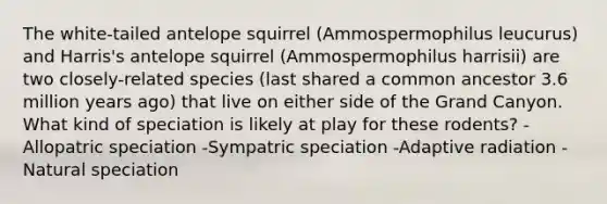 The white-tailed antelope squirrel (Ammospermophilus leucurus) and Harris's antelope squirrel (Ammospermophilus harrisii) are two closely-related species (last shared a common ancestor 3.6 million years ago) that live on either side of the Grand Canyon. What kind of speciation is likely at play for these rodents? -Allopatric speciation -Sympatric speciation -Adaptive radiation -Natural speciation