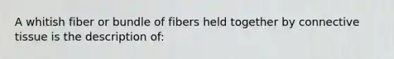 A whitish fiber or bundle of fibers held together by connective tissue is the description of: