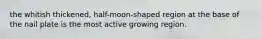 the whitish thickened, half-moon-shaped region at the base of the nail plate is the most active growing region.