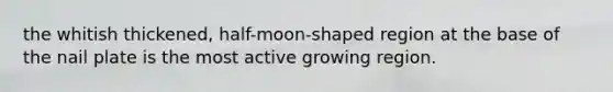 the whitish thickened, half-moon-shaped region at the base of the nail plate is the most active growing region.