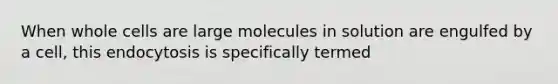 When whole cells are large molecules in solution are engulfed by a cell, this endocytosis is specifically termed