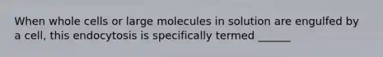 When whole cells or large molecules in solution are engulfed by a cell, this endocytosis is specifically termed ______