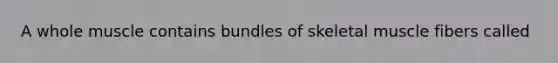 A whole muscle contains bundles of skeletal muscle fibers called