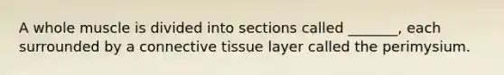 A whole muscle is divided into sections called _______, each surrounded by a connective tissue layer called the perimysium.