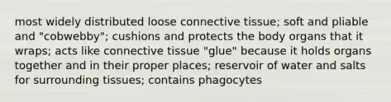 most widely distributed loose connective tissue; soft and pliable and "cobwebby"; cushions and protects the body organs that it wraps; acts like connective tissue "glue" because it holds organs together and in their proper places; reservoir of water and salts for surrounding tissues; contains phagocytes