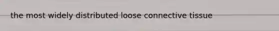 the most widely distributed loose connective tissue