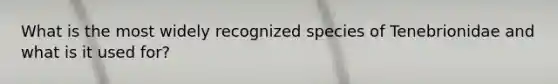What is the most widely recognized species of Tenebrionidae and what is it used for?