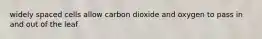 widely spaced cells allow carbon dioxide and oxygen to pass in and out of the leaf