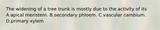 The widening of a tree trunk is mostly due to the activity of its A.apical meristem. B.secondary phloem. C.vascular cambium. D.primary xylem