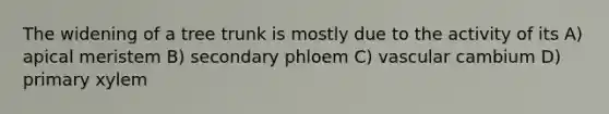 The widening of a tree trunk is mostly due to the activity of its A) apical meristem B) secondary phloem C) vascular cambium D) primary xylem