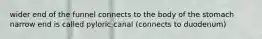 wider end of the funnel connects to the body of the stomach narrow end is called pyloric canal (connects to duodenum)