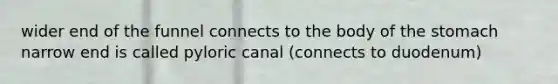 wider end of the funnel connects to the body of <a href='https://www.questionai.com/knowledge/kLccSGjkt8-the-stomach' class='anchor-knowledge'>the stomach</a> narrow end is called pyloric canal (connects to duodenum)