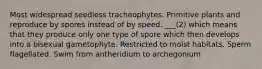 Most widespread seedless tracheophytes. Primitive plants and reproduce by spores instead of by speed. ___(2) which means that they produce only one type of spore which then develops into a bisexual gametophyte. Restricted to moist habitats. Sperm flagellated. Swim from antheridium to archegonium