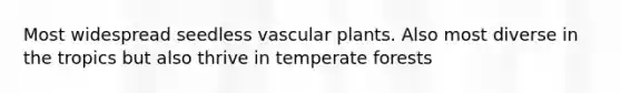 Most widespread seedless vascular plants. Also most diverse in the tropics but also thrive in temperate forests